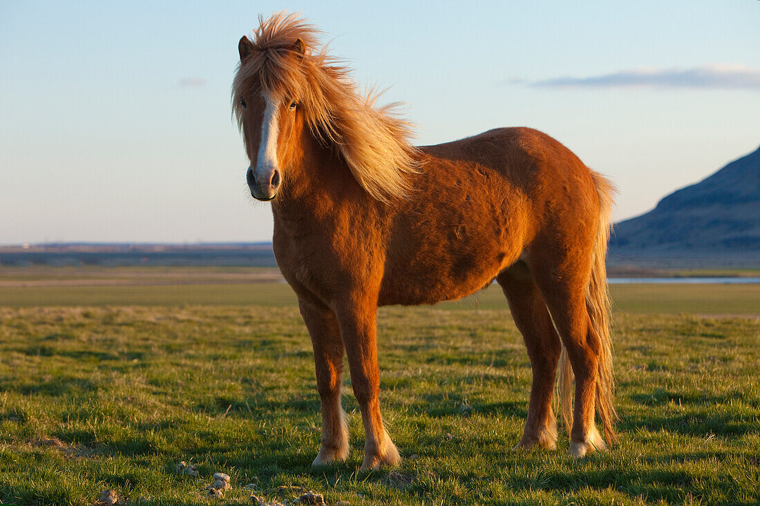 Isländisches Pferd