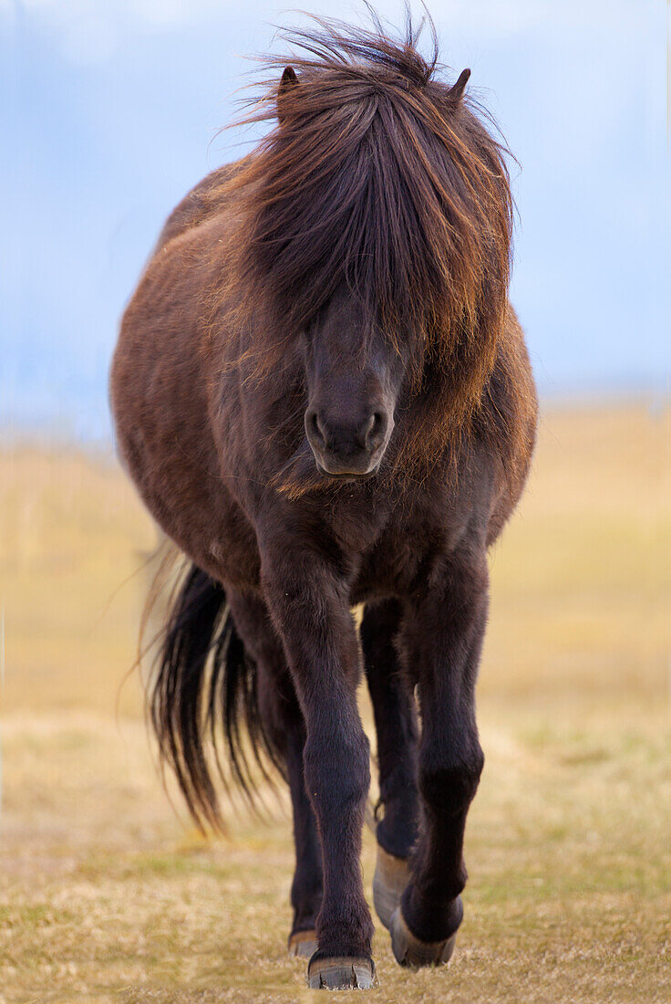 Iceland. Icelandic horse in sunset light.