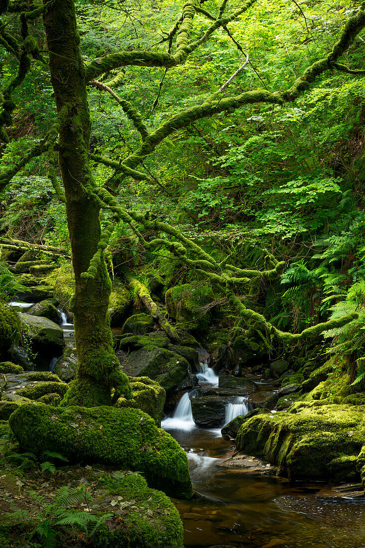 Bach unterhalb der Torc-Wasserfälle, Killarney National Park, County Kerry, Irland