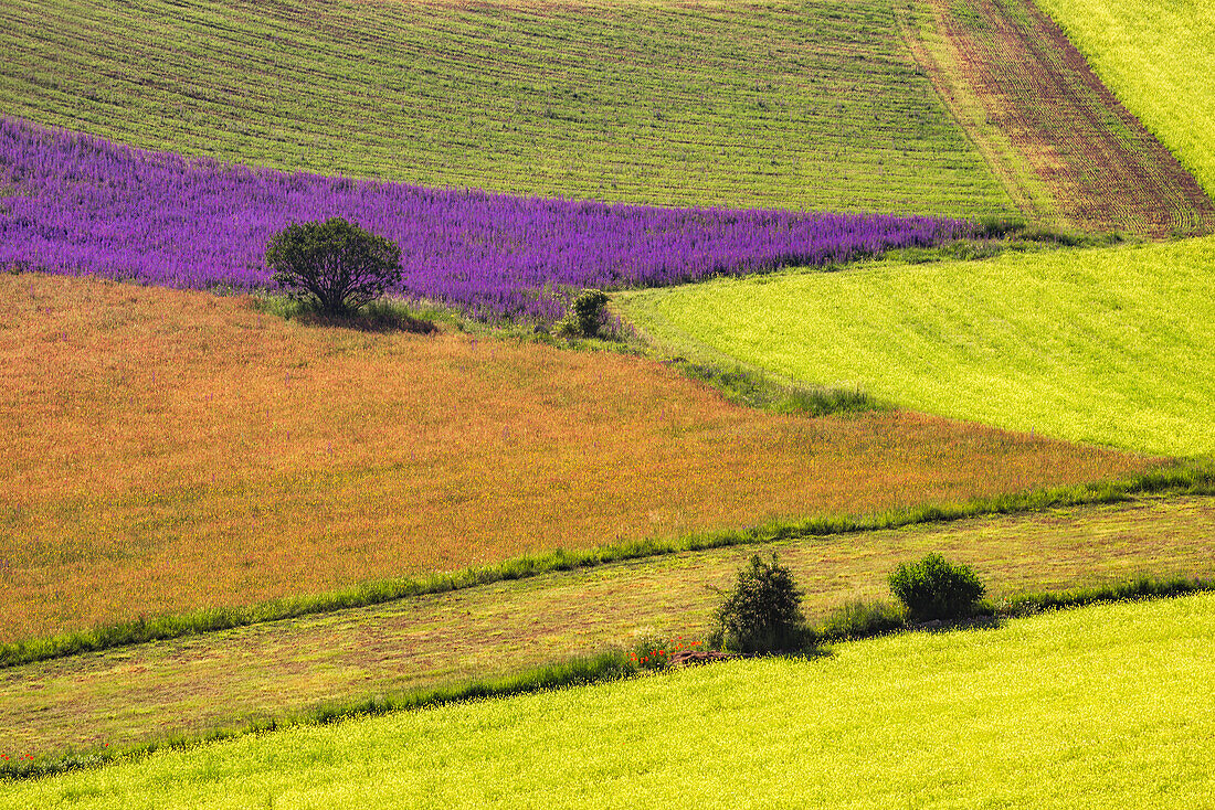 Italy, Castelluccio. Aerial of field with crop patterns.