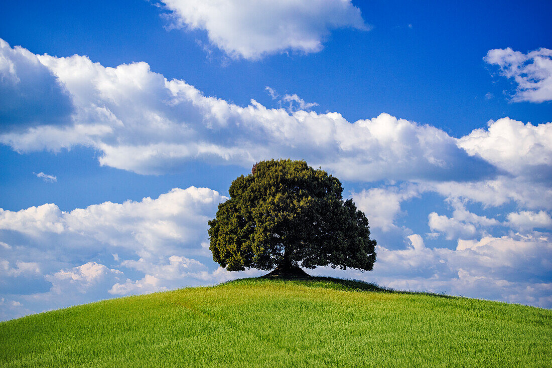 Italy, Tuscany, Val d'Orcia. Tree on hilltop.