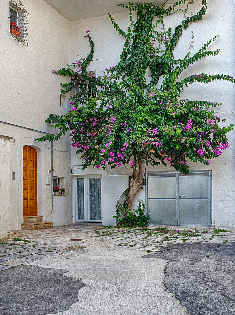 Italien, Apulien, Brindisi, Itria-Tal, Ostuni. Ein blühender Baum vor einer weißen Mauer in der malerischen Altstadt von Ostuni.