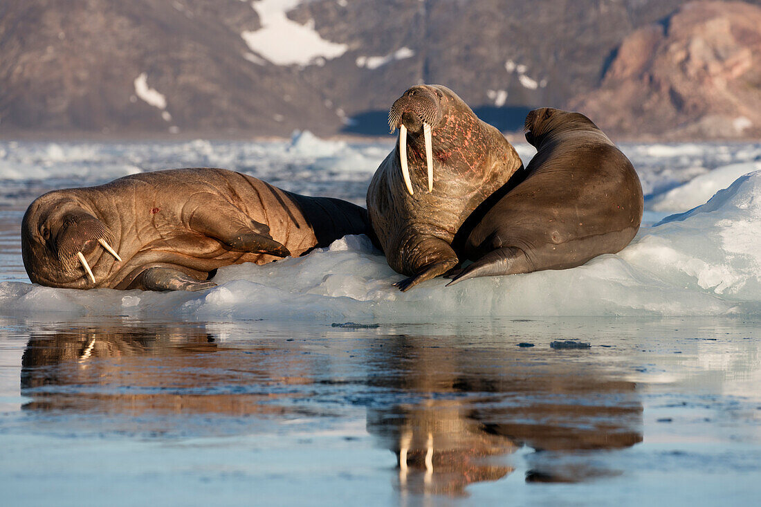 Norwegen, Svalbard, Spitzbergen. Walrösser liegen auf dem Eis.