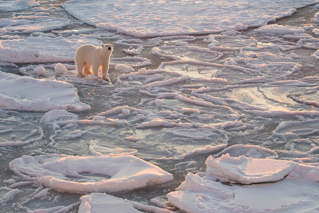 Norwegen, Spitzbergen, Svalbard, Spitzbergen. Eisbär auf dem Meereis bei Sonnenaufgang.