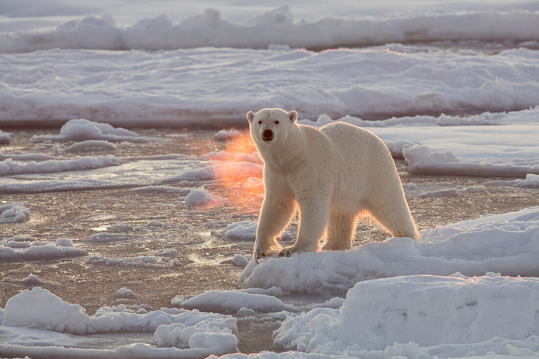 Norway, Svalbard, Spitsbergen. Polar bear with backlit breath.