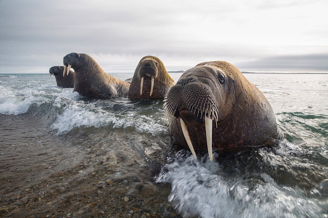 Europa, Norwegen, Svalbard. Walrosse tauchen aus dem Meer auf.