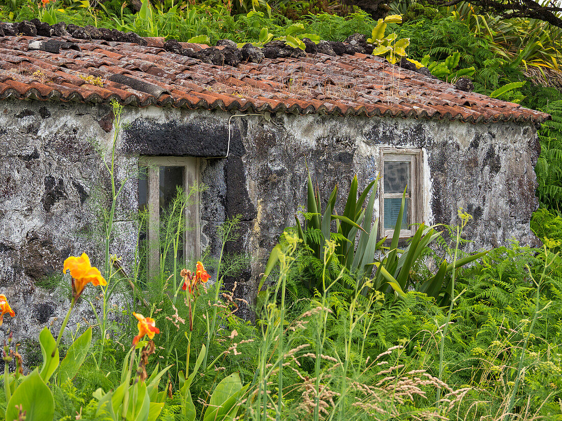 Faja do Ouvidor. Sao Jorge Island in the Azores, an autonomous region of Portugal.