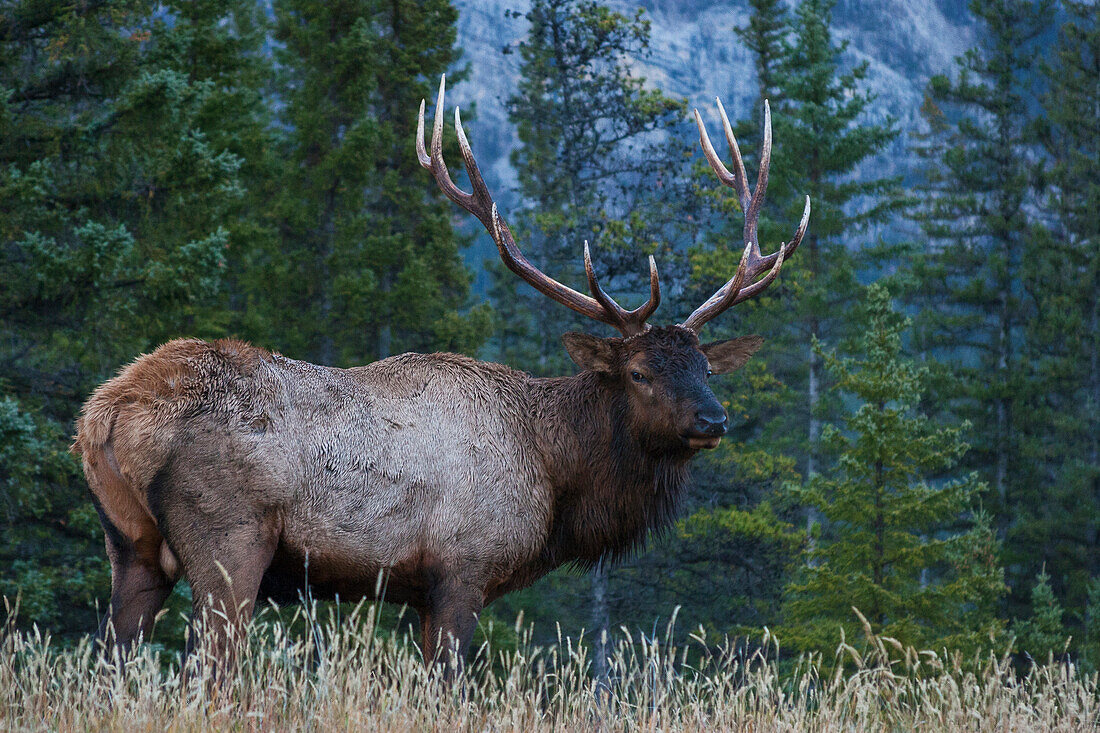 Rocky Mountain Bull Elk