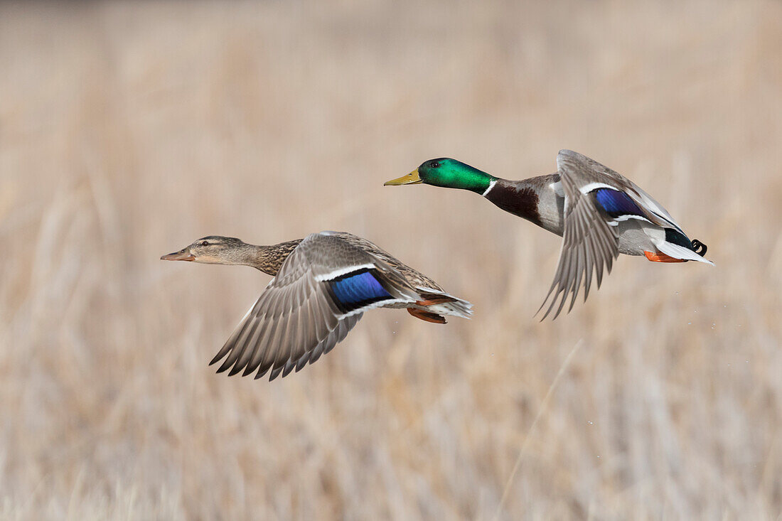 Mallard Duck Pair flying