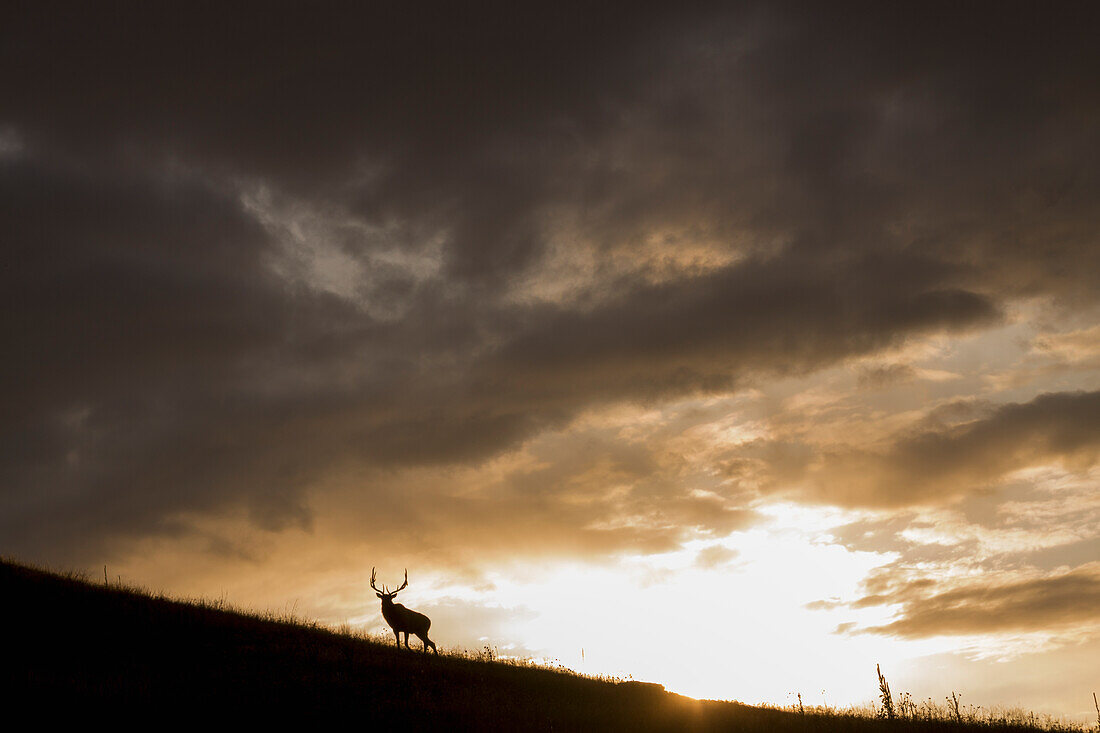 Bull Elk, sunset storm clouds