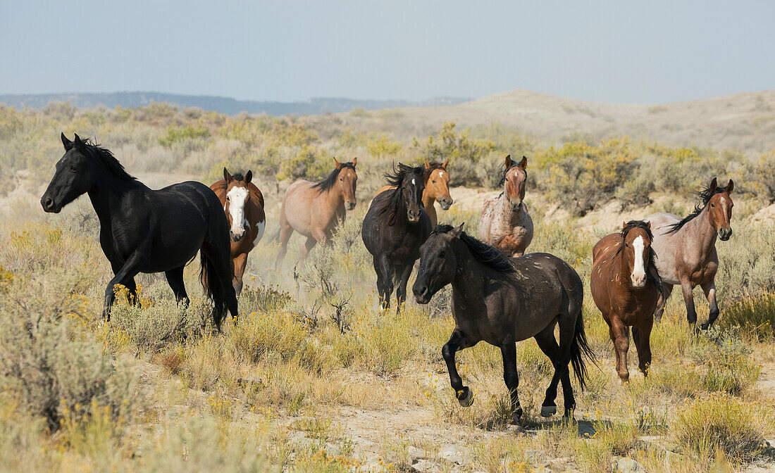 Wild horses approaching waterhole