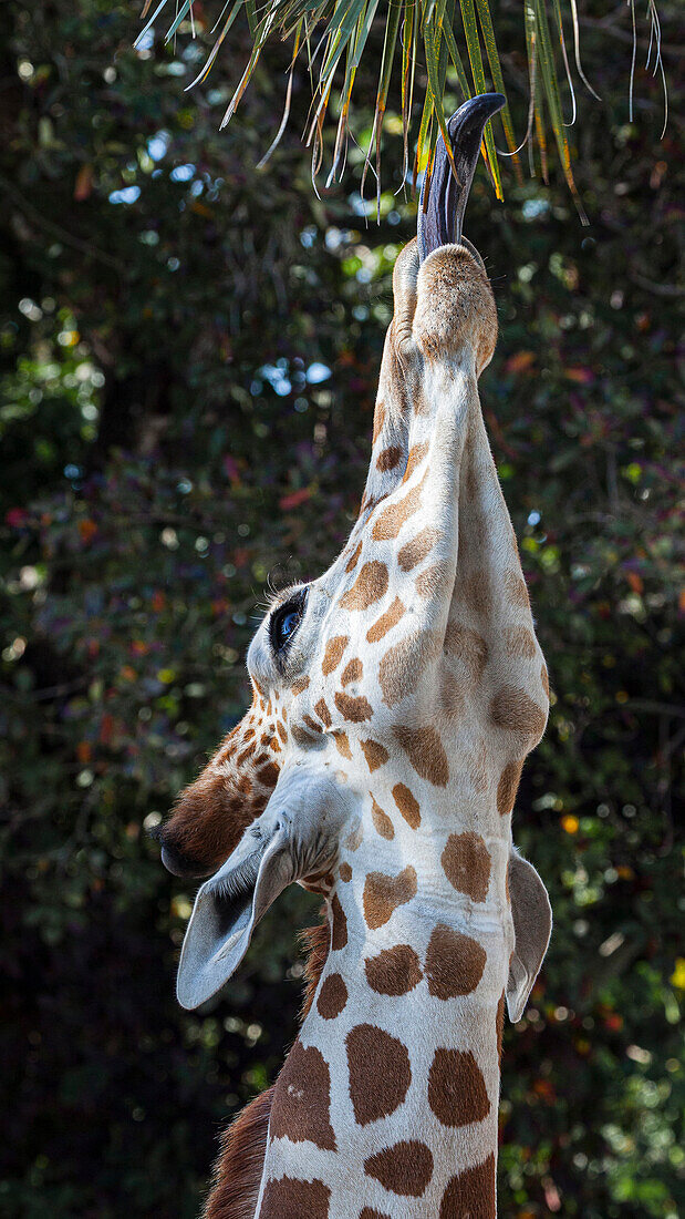 Die 18 Zoll lange Zunge hilft einer Giraffe, die Vegetation zum Fressen zu erreichen.