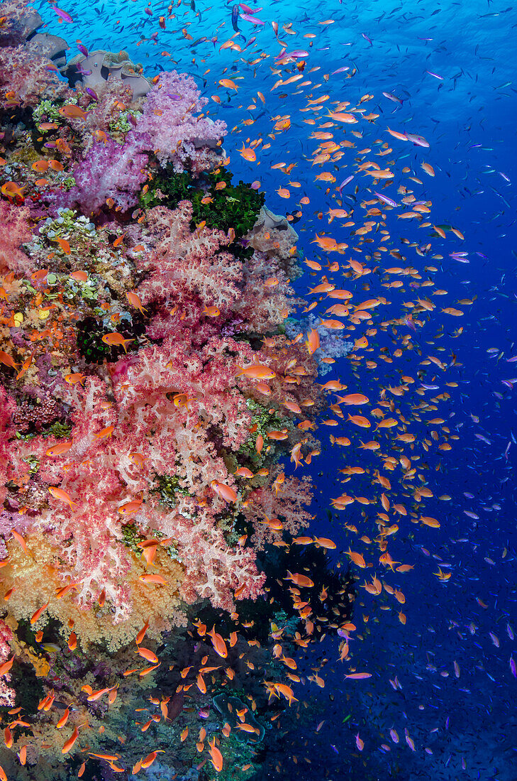 Fiji. Reefscape with coral and anthias.