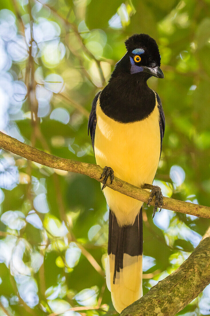 Argentinien, Nationalpark Iguazu-Fälle. Plüschhäher auf einem Baum.