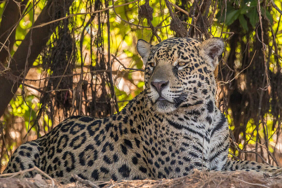 Brazil, Pantanal. Close-up of jaguar.