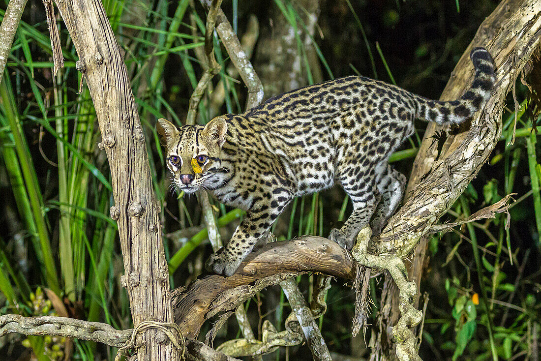 Brazil, Pantanal. Ocelot on tree branch.