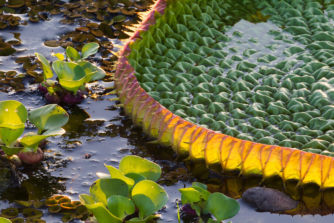 South America, Brazil, Mato Grosso, The Pantanal, Porto Jofre, giant lily pad, (Victoria amazonica). Giant lily pad.