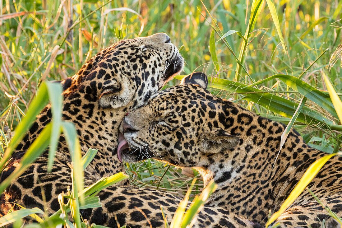 Brazil, Pantanal. Close-up of jaguars grooming.