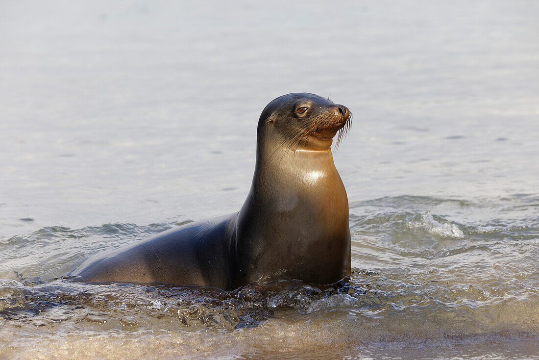 Galapagos sea lion, San Cristobal Island, Galapagos Islands, Ecuador.