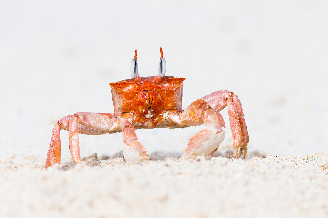 Südamerika, Ecuador, Galapagos-Inseln, San Cristobal, Cerro Brujo, Geisterkrabbe, (Ocypode gaudichaudii). Geisterkrabbe Porträt.