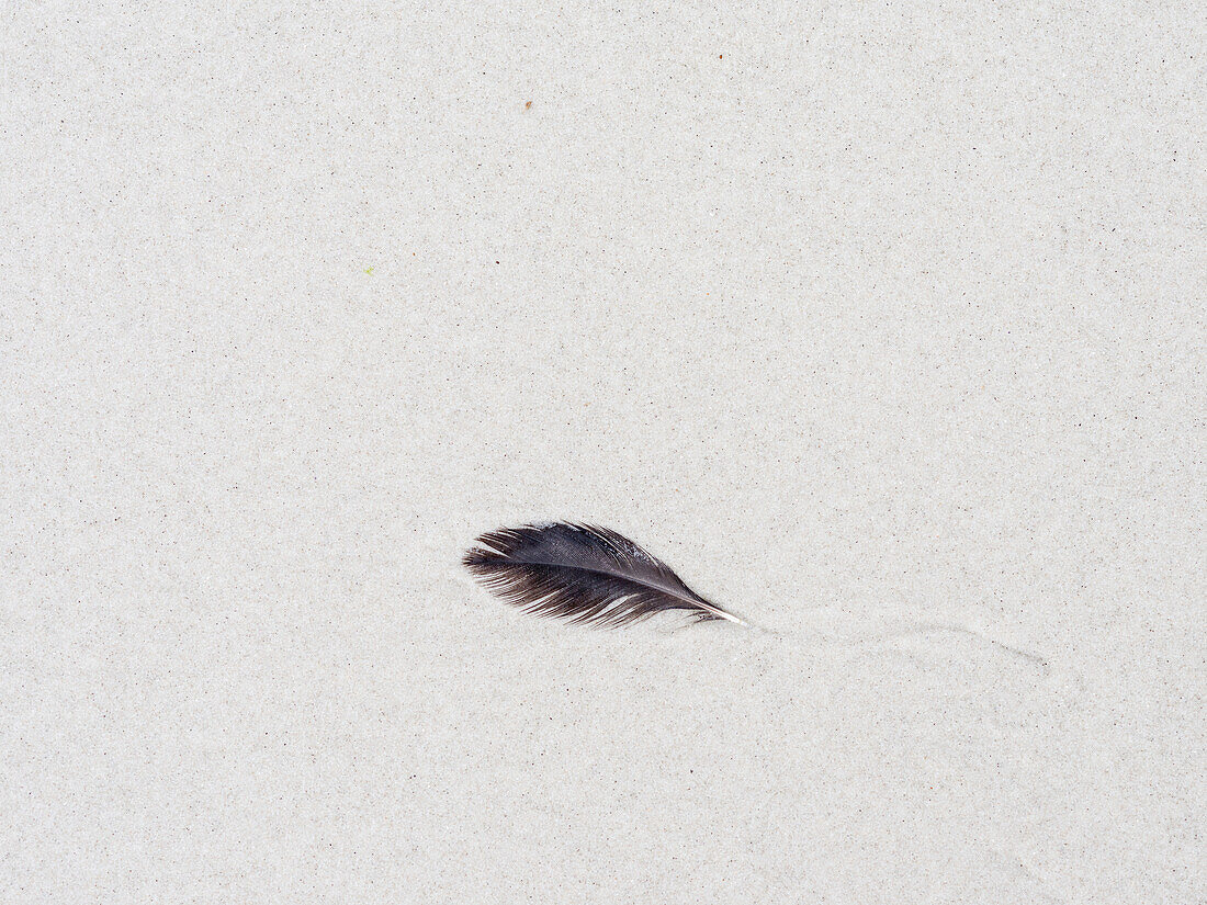 Deatails of beach on Saunders Island, South America, Falkland Islands