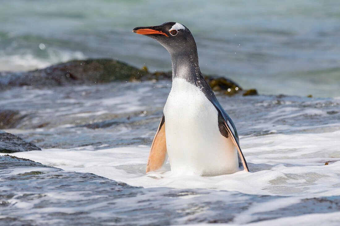 Gentoo Penguin (Pygoscelis papua), Falkland Islands. South America, Falkland Islands, January
