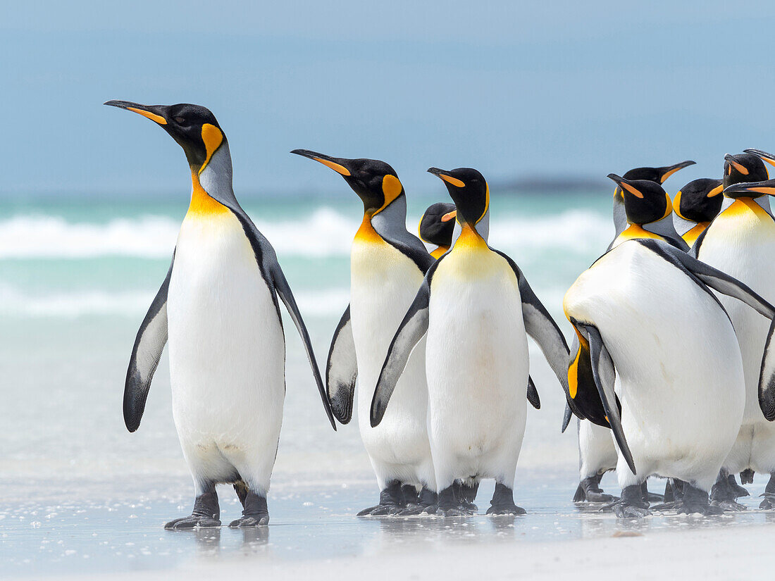 King Penguin, Falkland Islands.