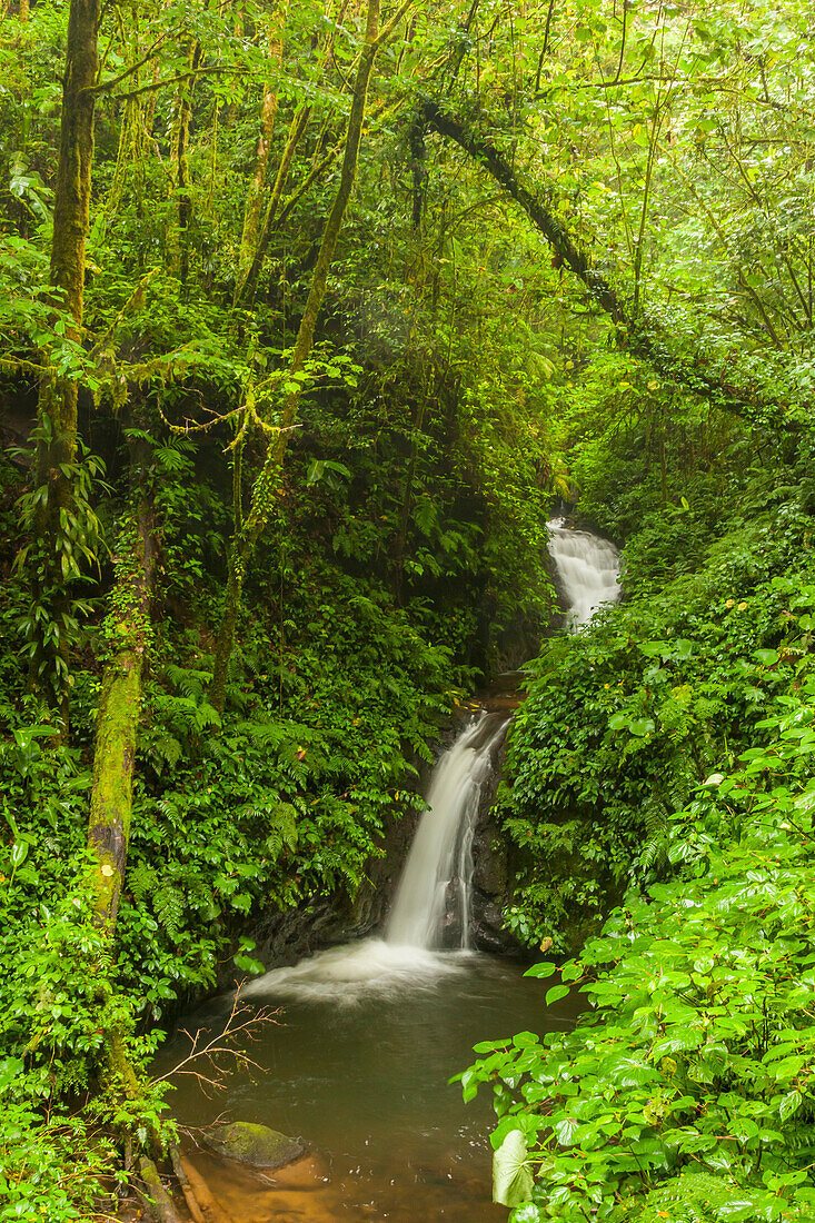 Mittelamerika, Costa Rica. Monteverde Wasserfall. Regenwald
