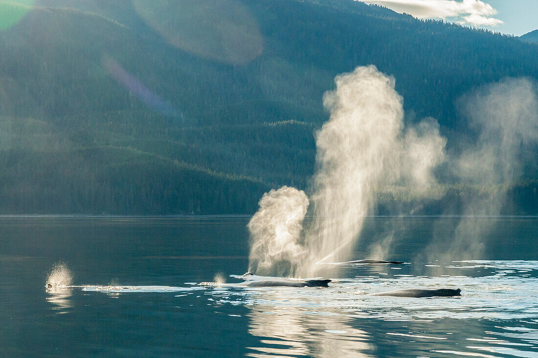 USA, Alaska, Tongass National Forest. Humpback whales spout on surface.