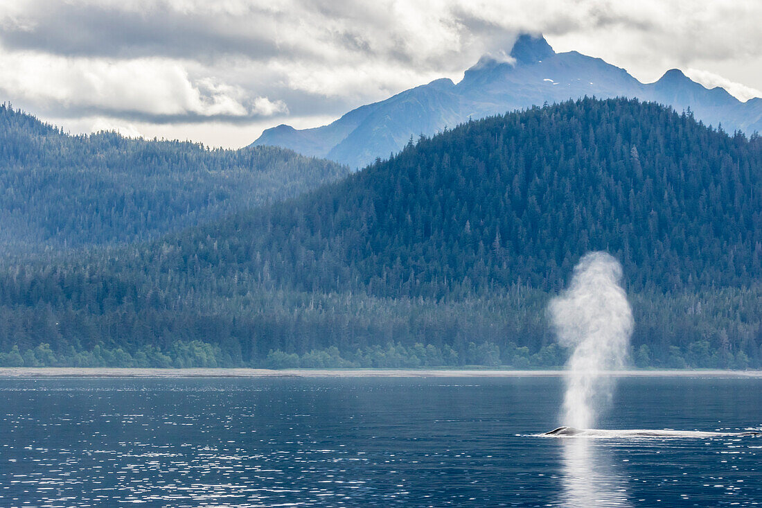 USA, Alaska, Tongass National Forest. Humpback whale spouts on surface.