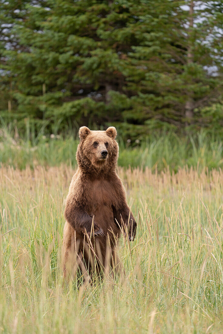 USA, Alaska, Lake Clark National Park. Grizzly bear mother stands to look for danger.