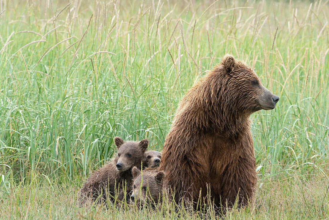 USA, Alaska, Clarksee-Nationalpark. Grizzlybärjunge entspannen sich mit ihrer Mutter.
