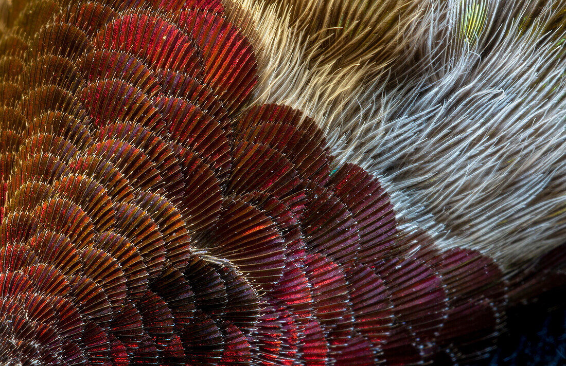 USA, Arizona. Close-up of hummingbird feather pattern.