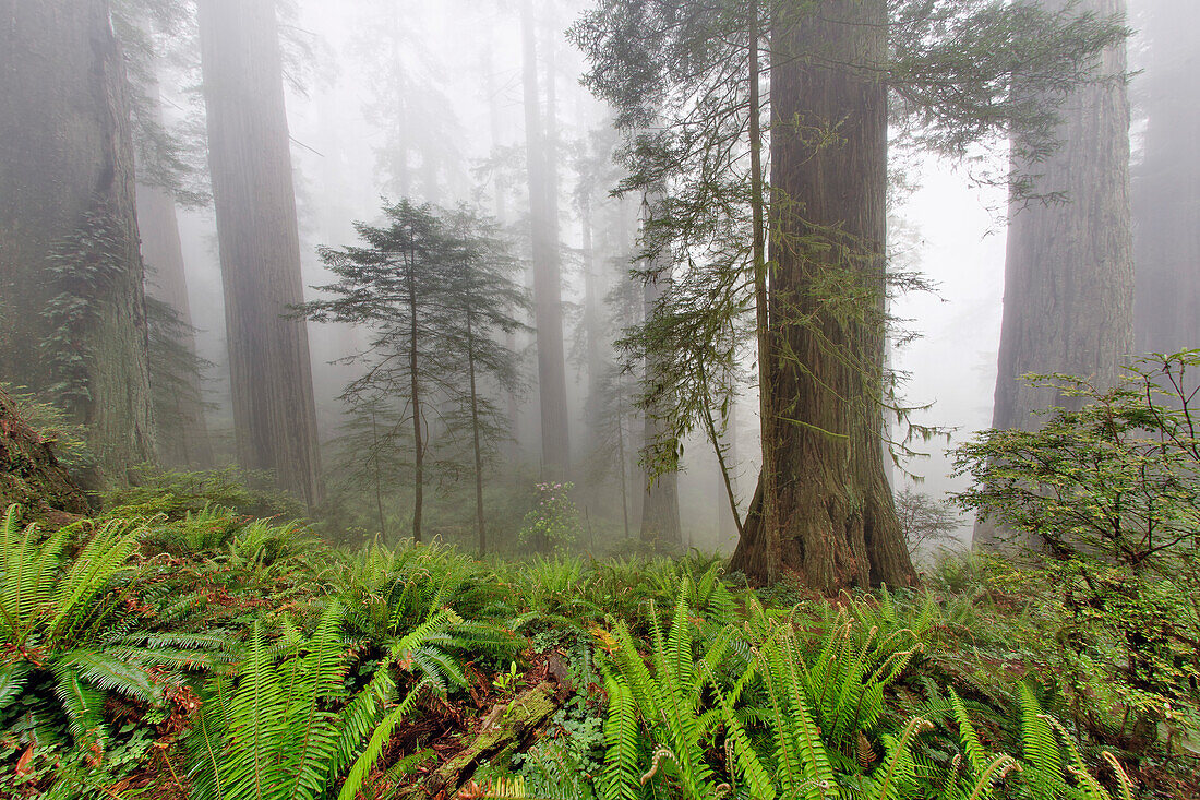 Redwood trees and ferns in fog. Redwood National Park, California
