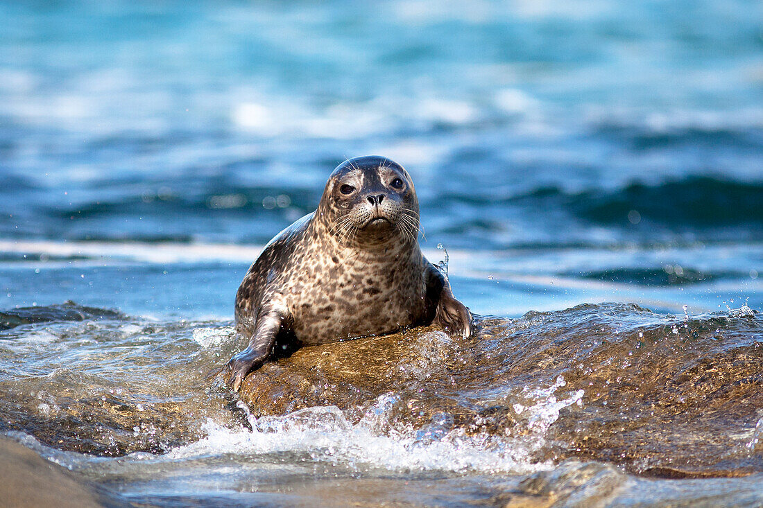 USA, California, La Jolla. Baby harbor seal on rock.