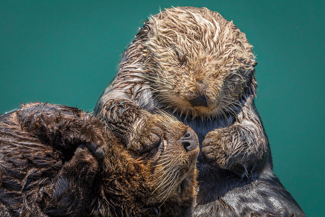 USA, California, Morro Bay State Park. Sea Otter mother with pup.