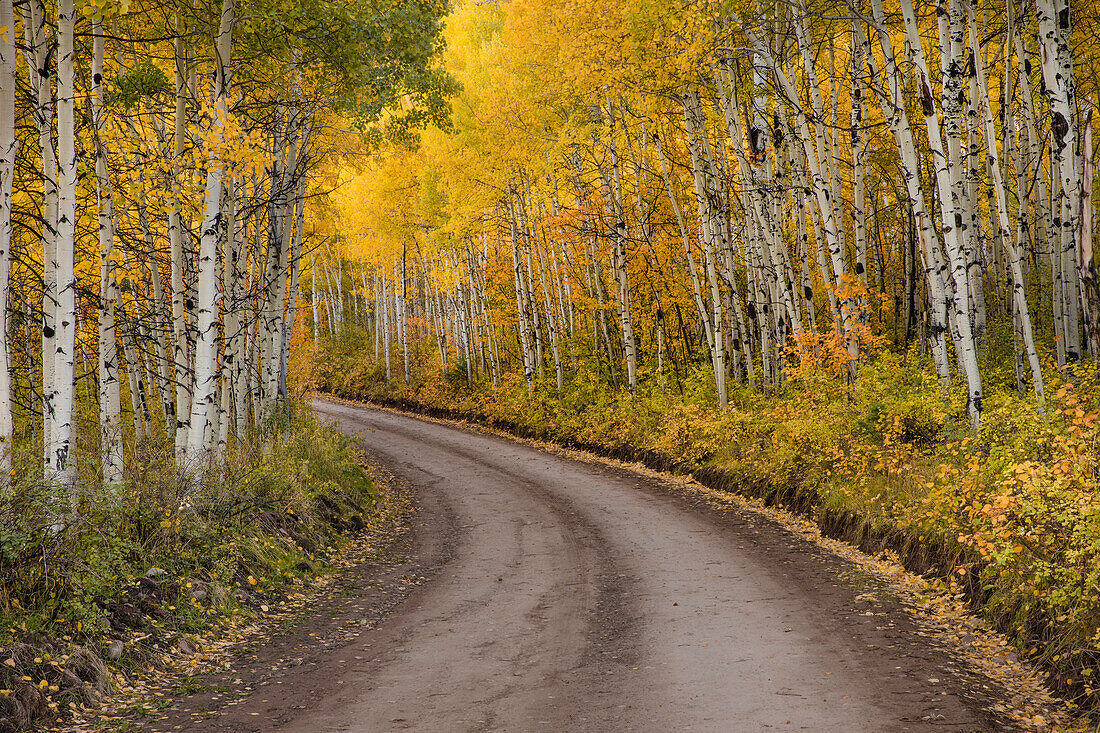 Rural forest service road and golden aspen trees in fall, Sneffels Wilderness Area, Uncompahgre National Forest, Colorado