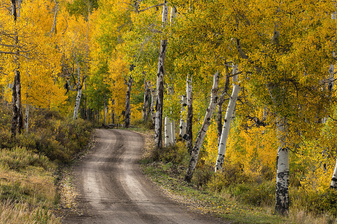 Rural forest service road through golden aspen trees in fall, Sneffels Wilderness Arera, Uncompahgre National Forest, Colorado