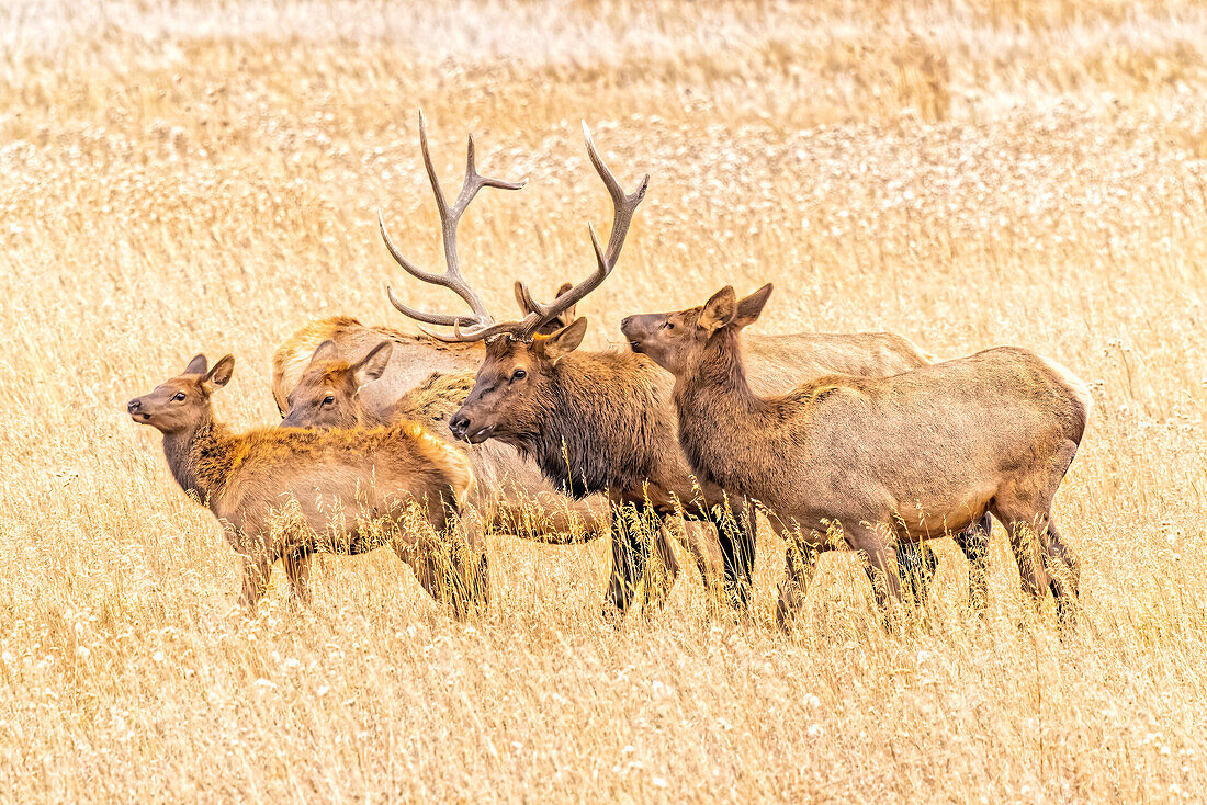 USA, Colorado, Rocky Mountain National Park. North American elk male and females in mating season.