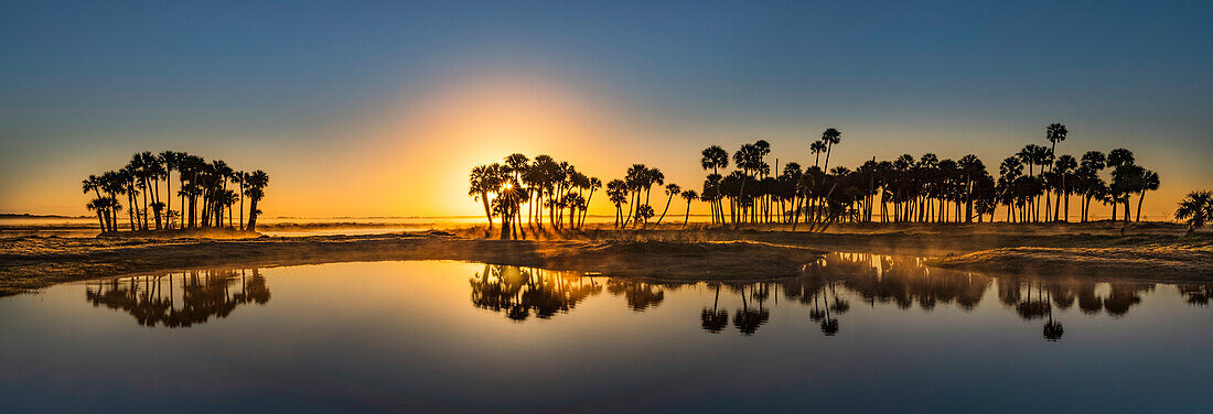 Sable palms silhouetted at sunrise on the Econlockhatchee River, a blackwater tributary of the St. Johns River, near Orlando, Florida