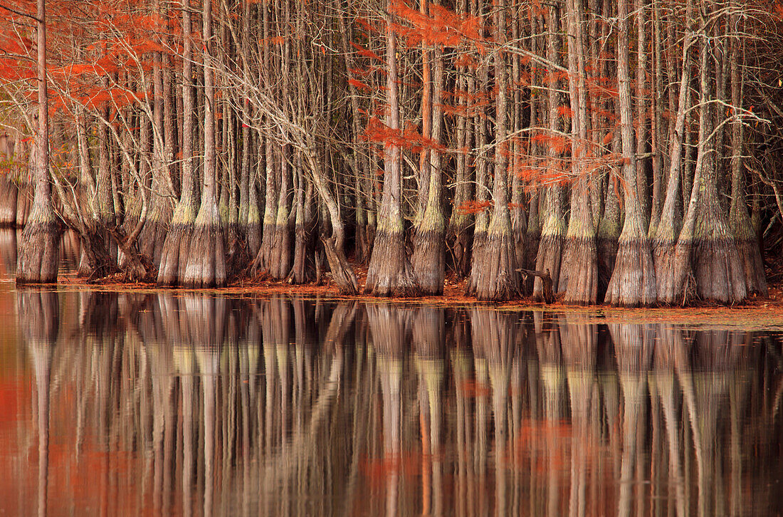 USA; North America; Georgia; Twin City; Cypress trees and reflections in the fall.