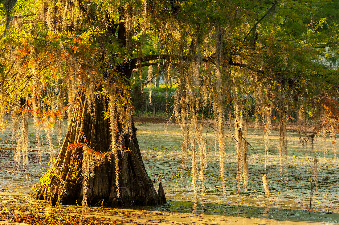 USA, Louisiana, Lake Martin. Cypress tree in swamp.