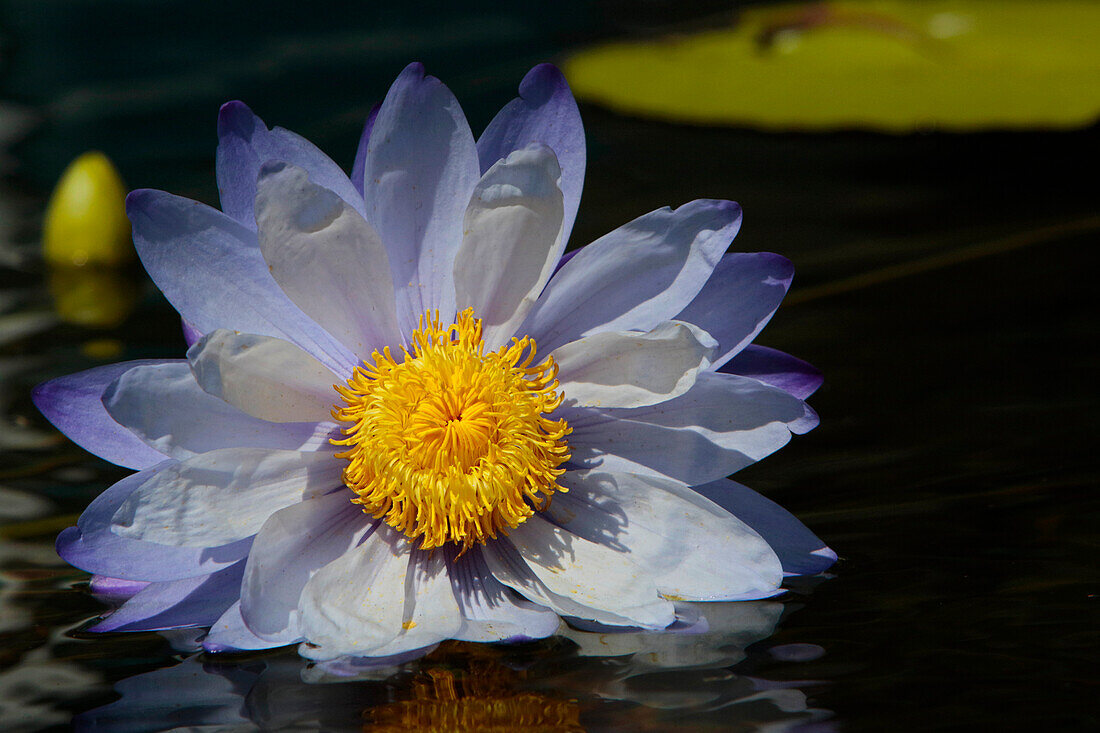 Water Lily and lilypads, Como Park Zoo and Conservatory, Minneapolis, Minnesota