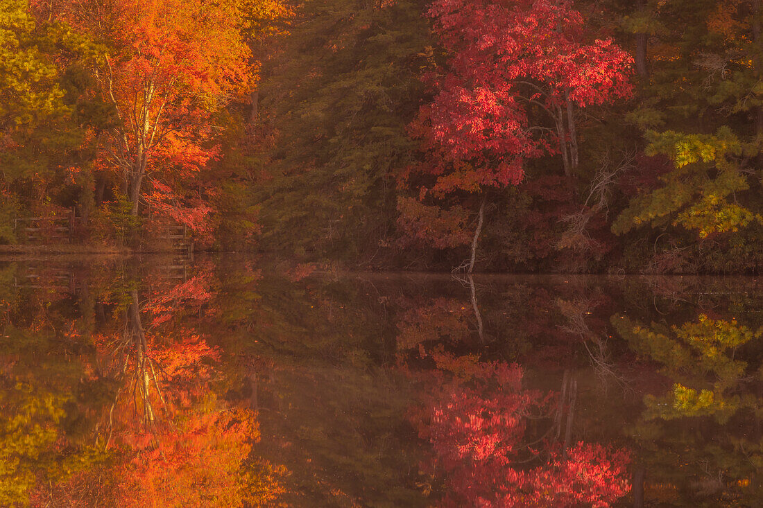 USA, New Jersey, Belleplain State Forest. Herbstliche Baumreflexionen auf dem See.