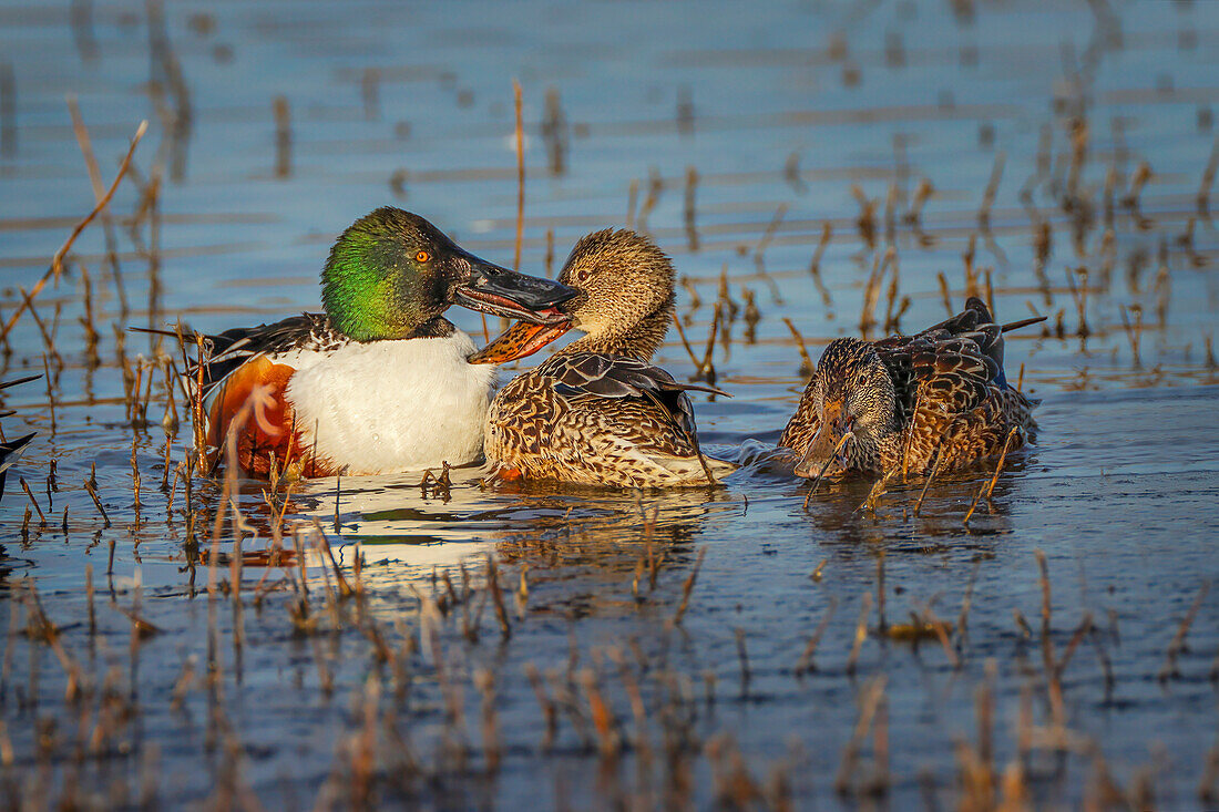 Male with two female Northern shovelers, Bosque del Apache National Wildlife Refuge, New Mexico.