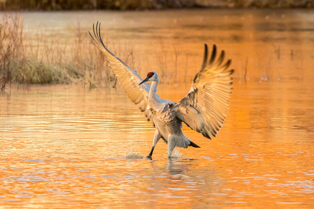 USA, New Mexico, Bosque del Apache National Wildlife Refuge. Sandhill crane landing in water at sunset.