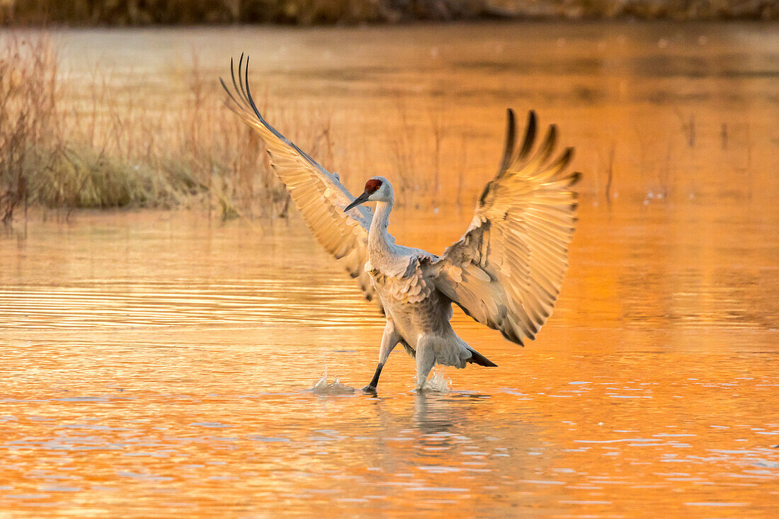 USA, New Mexico, Bosque del Apache National Wildlife Refuge. Sandhügelkranich, der bei Sonnenuntergang im Wasser landet.