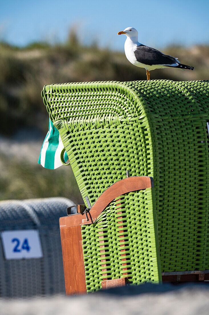 Eine Möwe sitzt auf einem Strandkorb am Strand von Helgoland, Schleswig-Holstein, Deutschland, Europa