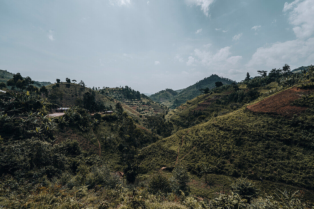 An Berghängen wird Tee angebaut, Uganda, Afrika