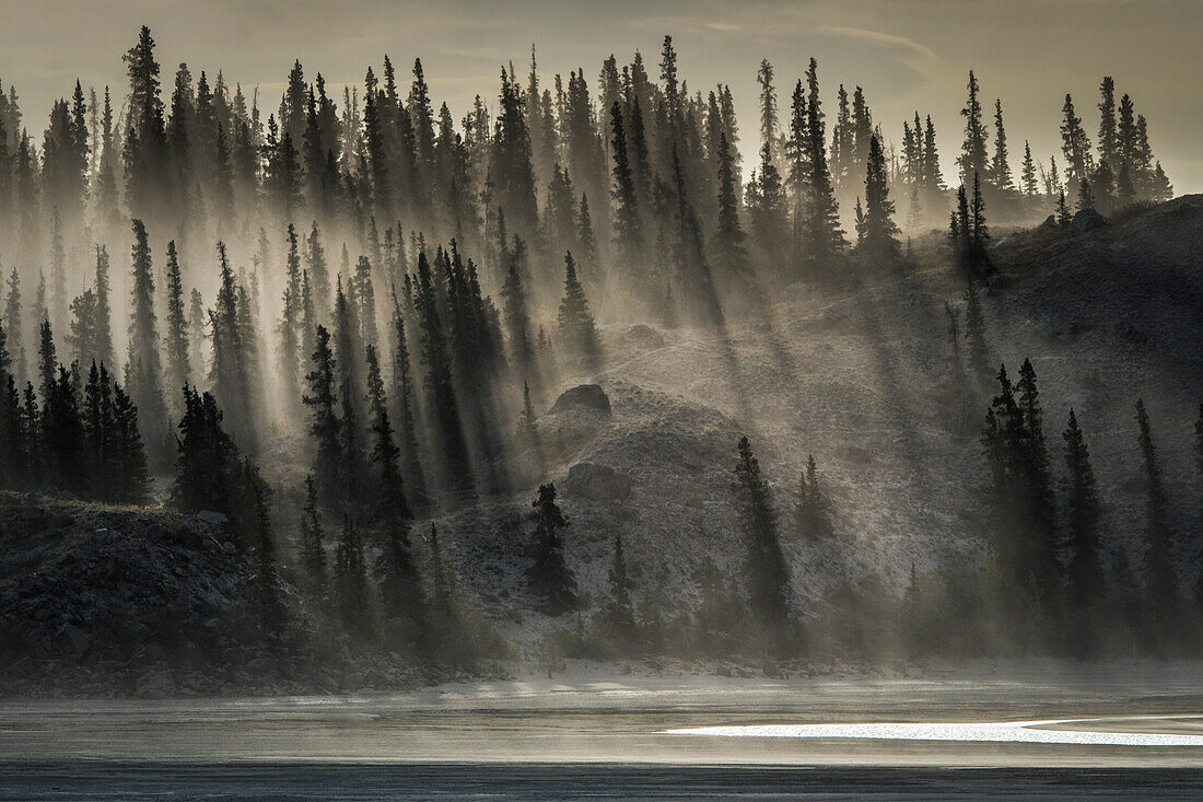 Canada, Yukon, Kluane National Park. Backlit trees near Kluane Lake.